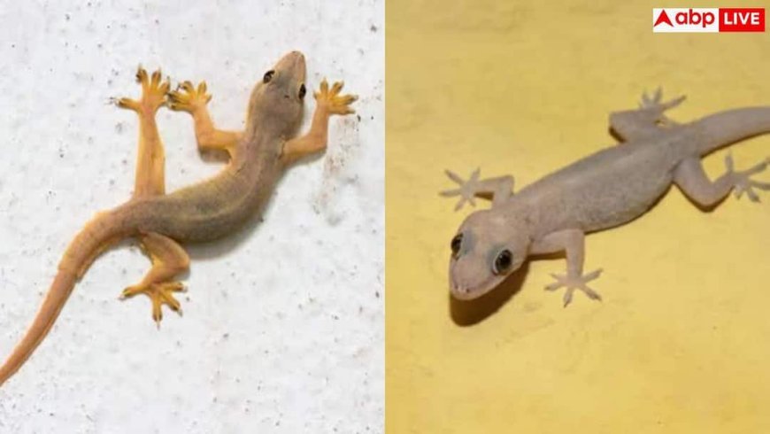 Why Girls Fear Lizards: शेर-चीते से बेखौफ रहने वाली लड़कियां छिपकली देखकर क्यों चीख पड़ती हैं? सामने आया असली राज