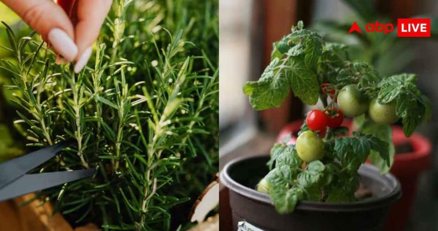 Kitchen Garden Care Tips: गर्मियों में कैसे करें अपने किचन गार्डन की देखरेख? इन उपायों से हमेशा हरा भरा रहेगा गार्डन