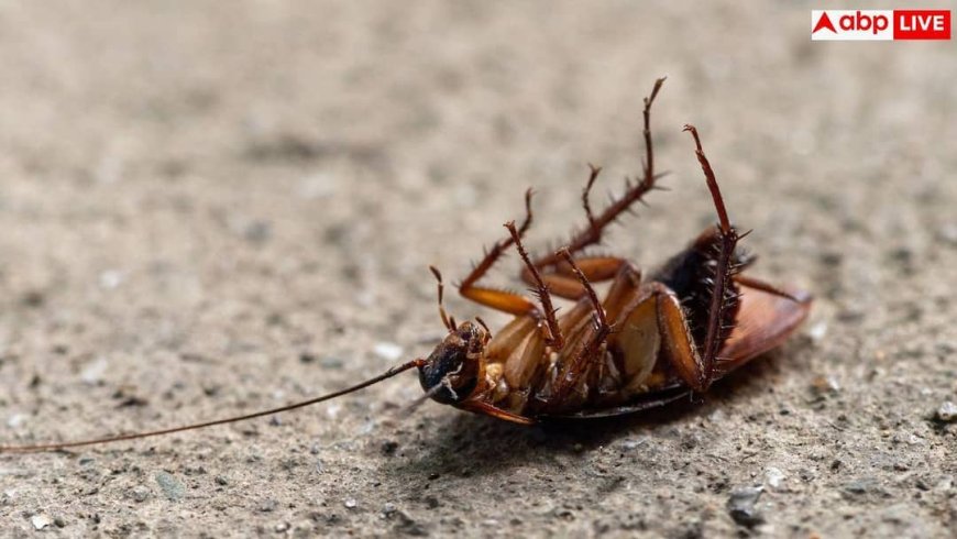 Why Cockroaches Come Out At Night: रात में ही किचन में क्यों निकलते हैं सबसे ज्यादा कॉकरोच? जानिए वजह और भगाने के आसान उपाय