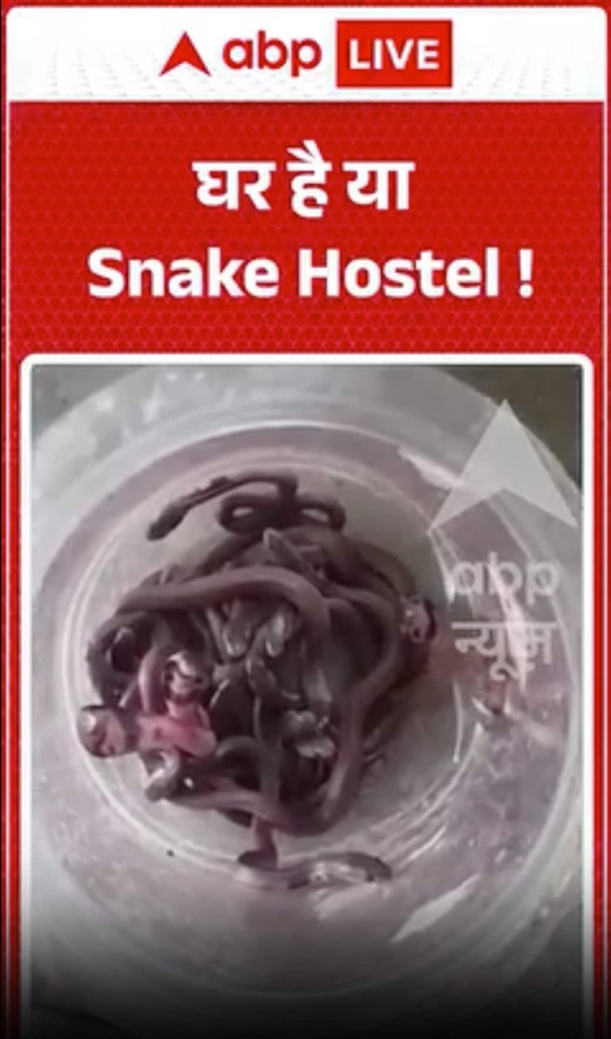 Viral Video: घर है या Snake Hostel!