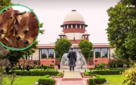 आवारा पशुओं से होने वाले सड़क हादसों पर SC की सख्त टिप्पणी, क्या कहा?