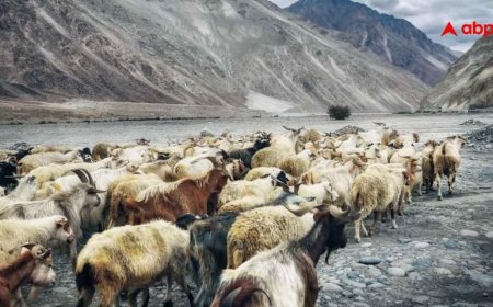 India First High Altitude Ladakh Safari : लद्दाख में शुरू होगी भारत की पहली हाई-एल्टीट्यूड सफारी, जानें क्या है खास?
