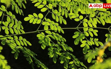 Moringa Paratha: घर में कैसे बनाएं मोरिंगा का परांठा? आपको कर देगा तंदुरुस्त