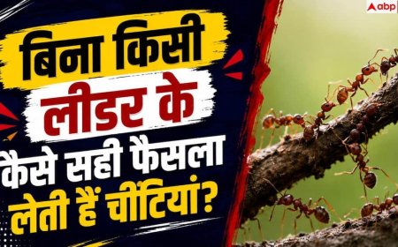 How Ants Choose The Best Path: फैसले लेने में बेस्ट क्यों मानी जाती हैं चींटियां, इनसे क्या सीखना जरूरी?