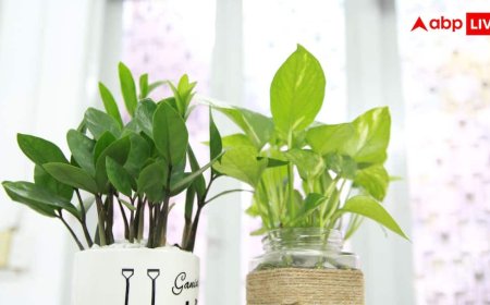 Money Plant Facts: क्या मनी प्लांट घर में रखने से सच में आता है पैसा? जानें सच