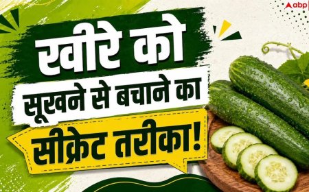 Cucumber Storage Tips: फ्रिज में नरम पड़ जाता है खीरा? 1 आसान ट्रिक से 20 दिन रखें फ्रेश