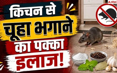 Rat Prevention Tips: किचन में चूहों के आतंक से हैं परेशान? ऐसे हमेशा के लिए करें सफाया