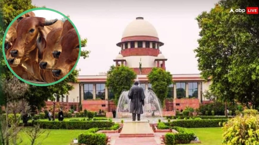 आवारा पशुओं से होने वाले सड़क हादसों पर SC की सख्त टिप्पणी, क्या कहा?