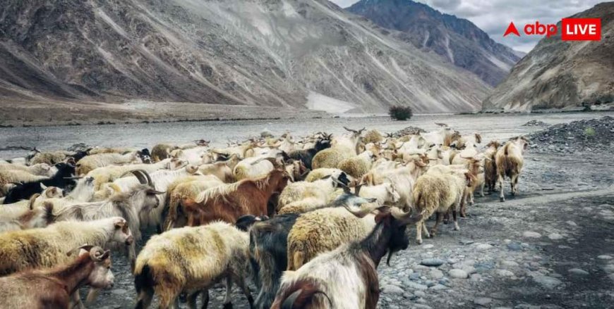 India First High Altitude Ladakh Safari : लद्दाख में शुरू होगी भारत की पहली हाई-एल्टीट्यूड सफारी, जानें क्या है खास?