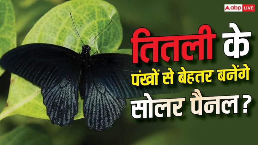 तितली के पंखों से बढ़ेगी सोलर पैनल की एफिशिएंसी? नया डिजाइन करेगा कमाल