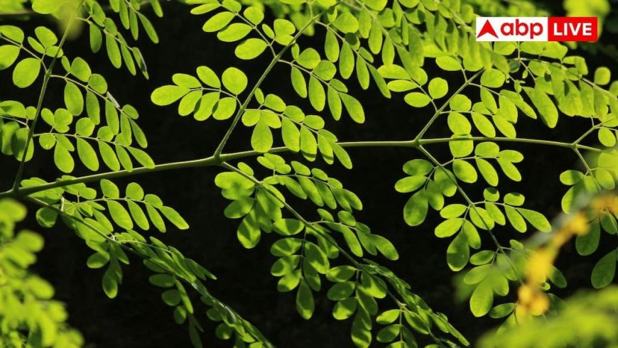 Moringa Paratha: घर में कैसे बनाएं मोरिंगा का परांठा? आपको कर देगा तंदुरुस्त