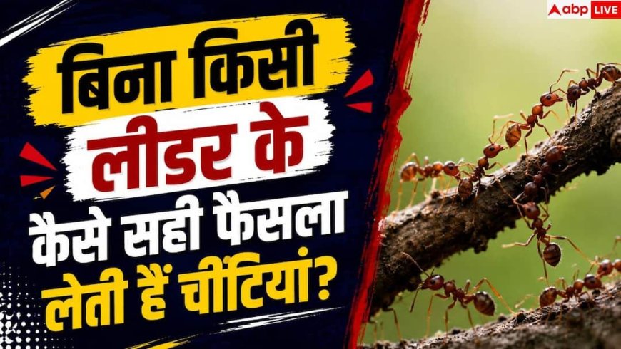 How Ants Choose The Best Path: फैसले लेने में बेस्ट क्यों मानी जाती हैं चींटियां, इनसे क्या सीखना जरूरी?
