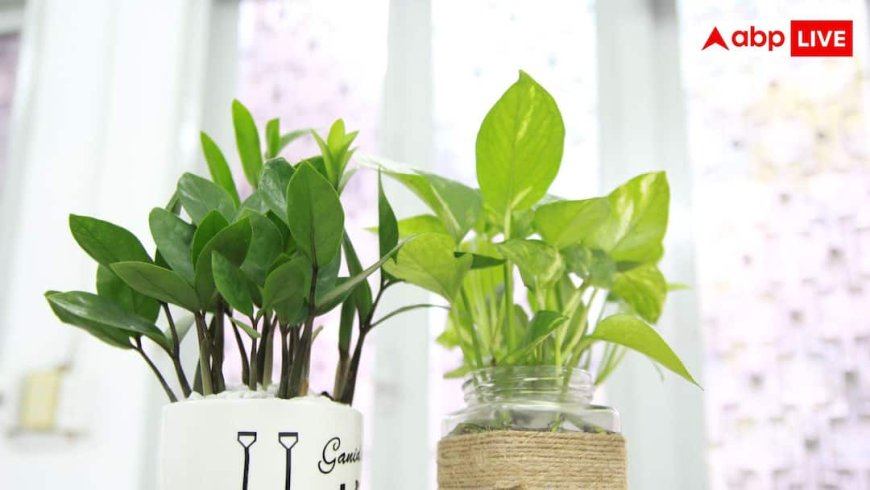 Money Plant Facts: क्या मनी प्लांट घर में रखने से सच में आता है पैसा? जानें सच
