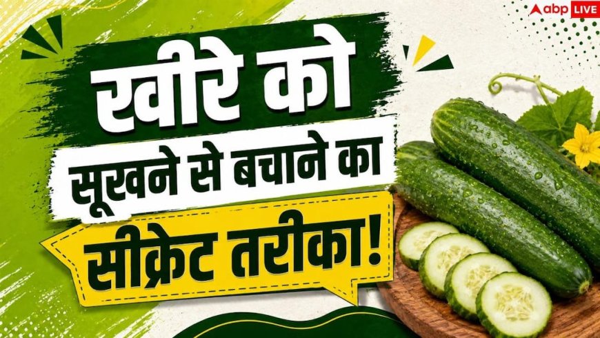 Cucumber Storage Tips: फ्रिज में नरम पड़ जाता है खीरा? 1 आसान ट्रिक से 20 दिन रखें फ्रेश