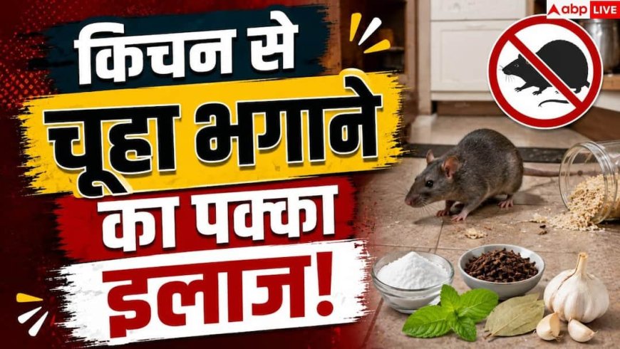 Rat Prevention Tips: किचन में चूहों के आतंक से हैं परेशान? ऐसे हमेशा के लिए करें सफाया