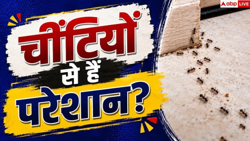 Pest Control: घर में बार-बार आ जाती हैं चींटियां? ऐसे करें सफाया