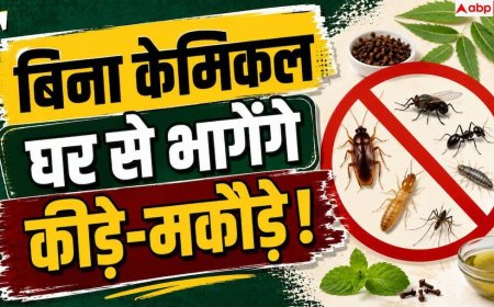 Monsoon Home Tips: बरसात में बढ़ गया है मक्खी-चींटी का आतंक? पोंछे में मिलाएं 1 चीज