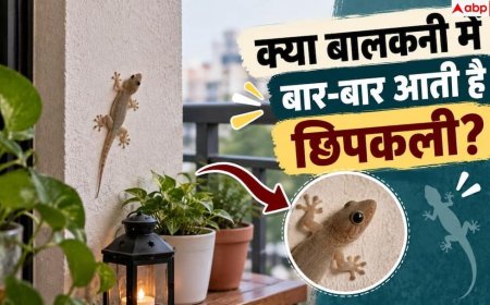 Lizard Repellent Tips: बालकनी में कभी नहीं आएगी छिपकली, ये तरीके करेंगे काम तमाम