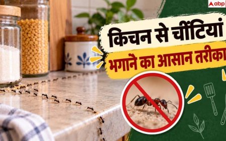 How To Get Rid Of Ants: किचन में बार बार आ रहीं चींटियां, इन जगहों को करें चेक