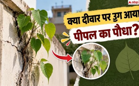 Peepal Tree On Wall: क्या दीवार पर उग आया है पीपल? बिना नुकसान ऐसे निकालें
