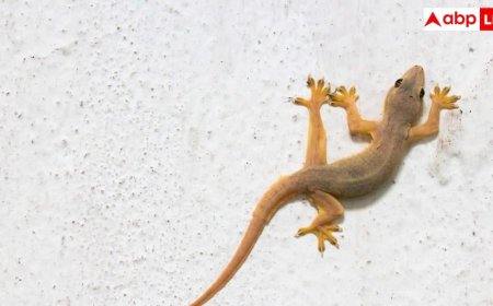 क्या घर वाली छिपकली में जहर होता है? काट ले तो क्या करें