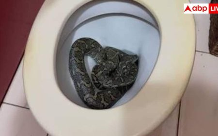 इस एक तरीके से टॉयलेट के रास्ते कभी घर में नहीं आएंगे सांप, जान लें