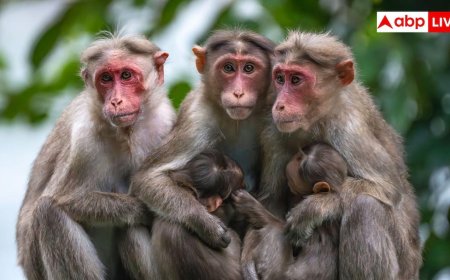इंसानों की लापरवाही से बंदरों में फैला टीबी, अब मंडराया गंभीर खतरा