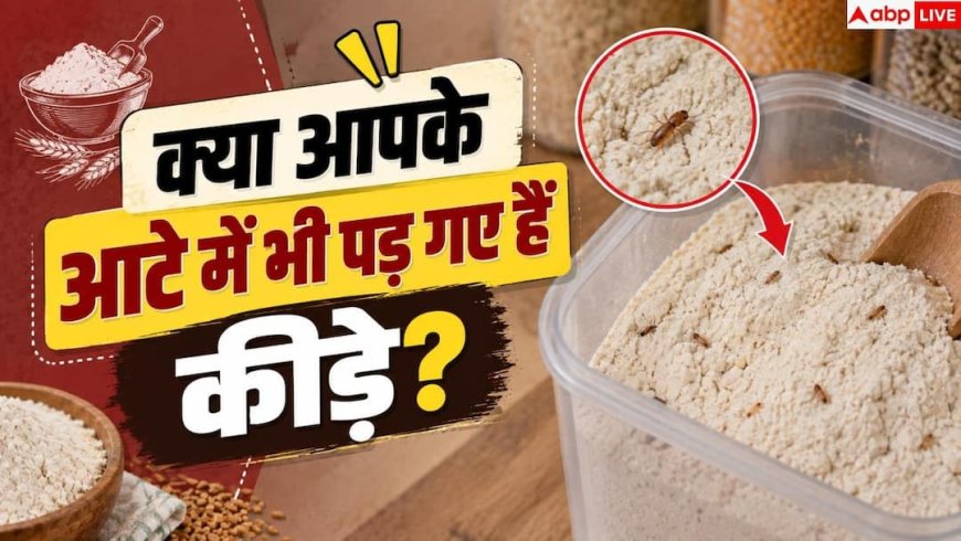 Flour Bugs: आटे में कीड़े और घुन से हैं परेशान? 1 ट्रिक से पाएं छुटकारा