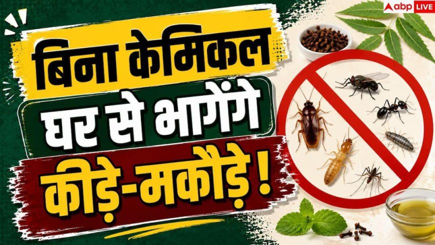 Monsoon Home Tips: बरसात में बढ़ गया है मक्खी-चींटी का आतंक? पोंछे में मिलाएं 1 चीज