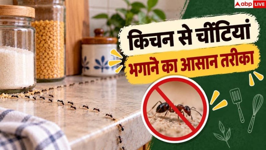 How To Get Rid Of Ants: किचन में बार बार आ रहीं चींटियां, इन जगहों को करें चेक