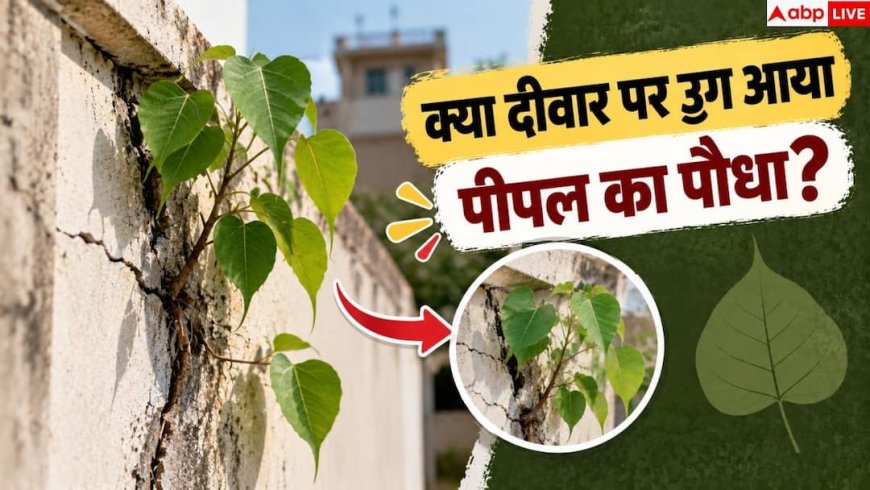 Peepal Tree On Wall: क्या दीवार पर उग आया है पीपल? बिना नुकसान ऐसे निकालें