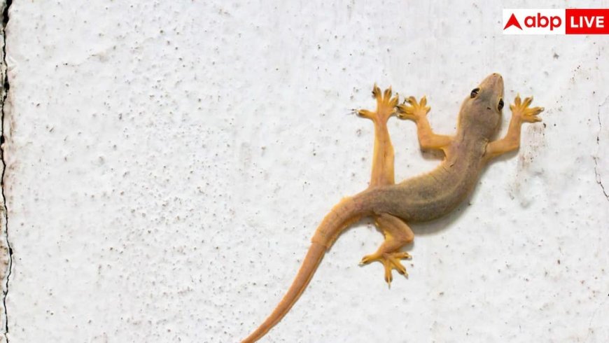 क्या घर वाली छिपकली में जहर होता है? काट ले तो क्या करें