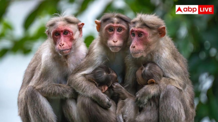 इंसानों की लापरवाही से बंदरों में फैला टीबी, अब मंडराया गंभीर खतरा
