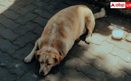 Fat Dogs Of Delhi के बीच कुत्तों की सेहत पर उठे सवाल