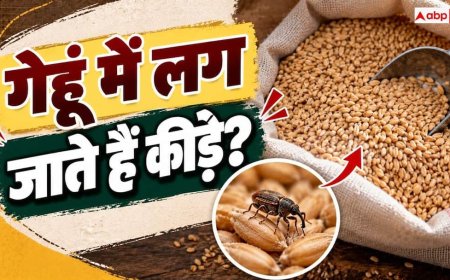 Wheat Storage Tips: क्या रखे-रखे गेहूं में पड़ जाता है घुन? नोट करें 4 आसान उपाय