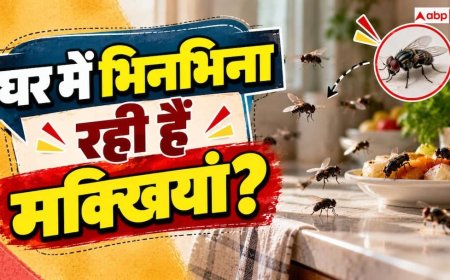 House Flies: क्या घर में बढ़ गई हैं बहुत मक्खियां? भगाने का ये देसी नुस्खा करें नोट
