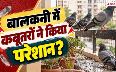 Pigeon Problem: बालकनी में कबूतरों का आतंक! बिना जाली लगाए ऐसे रखें इन्हें दूर