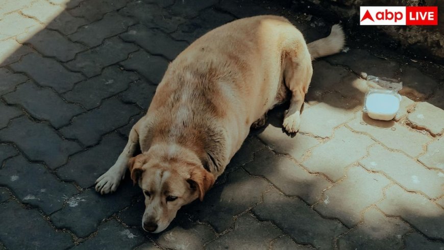 Fat Dogs Of Delhi के बीच कुत्तों की सेहत पर उठे सवाल