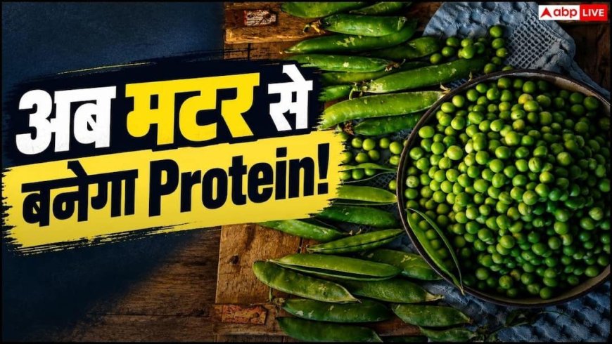 भारतीय थाली में बढ़ रहा Protein का महत्व, अब मटर से बनेगा Protein Isolate