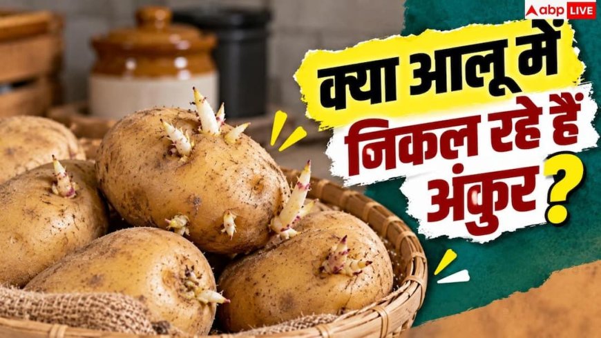 How To Store Potatoes: आलू में निकलने लगे हैं अंकुर? महीनों तक ताजा रखने के आसान हैक्स