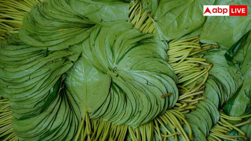 बड़े काम के हैं पान के डंठल, घरेलू नुस्खों में ऐसे करें इस्तेमाल