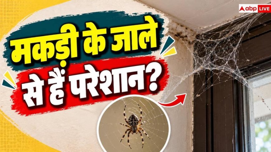 Diwali Cleaning Tips: दीवाली पर मकड़ी के जाले हटाते वक्त जरूर करें ये काम, दोबारा नहीं होगी परेशानी