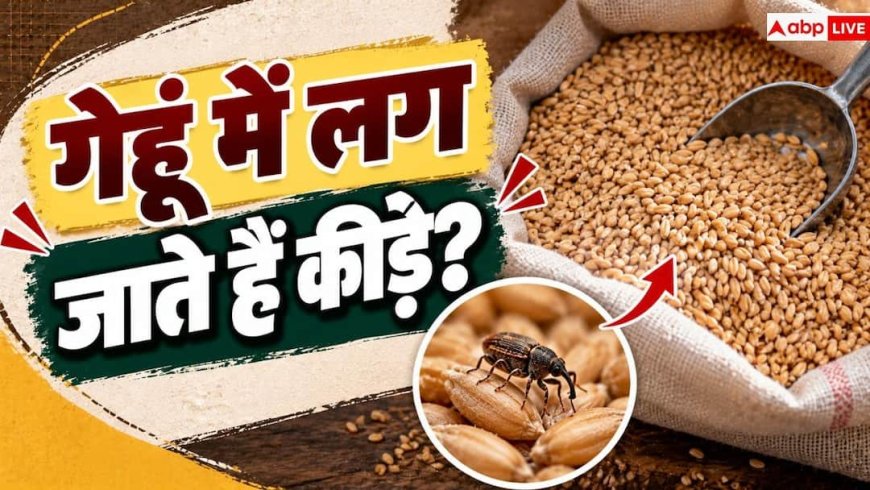 Wheat Storage Tips: क्या रखे-रखे गेहूं में पड़ जाता है घुन? नोट करें 4 आसान उपाय