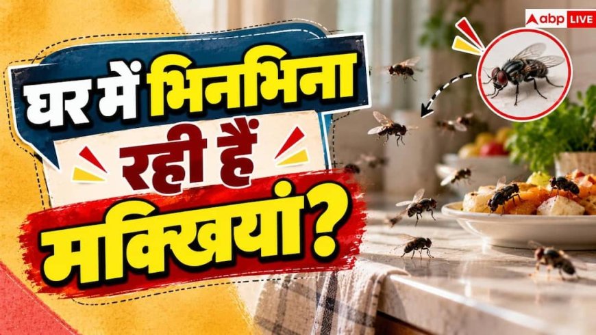 House Flies: क्या घर में बढ़ गई हैं बहुत मक्खियां? भगाने का ये देसी नुस्खा करें नोट