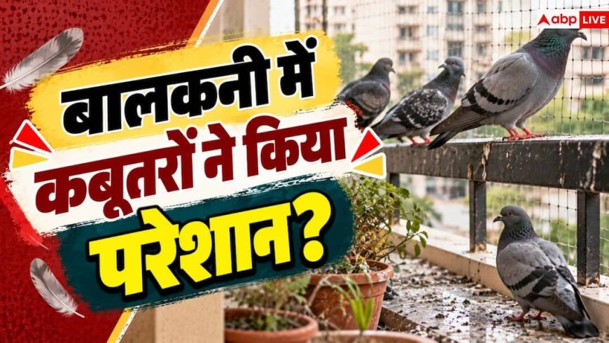 Pigeon Problem: बालकनी में कबूतरों का आतंक! बिना जाली लगाए ऐसे रखें इन्हें दूर